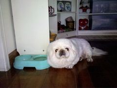 -瑞派·关忠动物医院·异宠专科·犬猫肿瘤·皮肤专科(望京店)