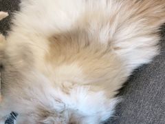 -南京Hallo宠物乐园·哈罗犬舍·柴犬繁育基地