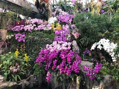 -上海辰山植物园