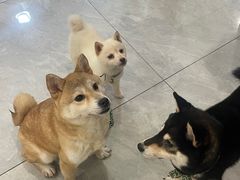 -柴犬小屋·柴餐厅·狗咖食堂(金鼎广场店)