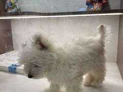 -翊宠yipet猫狗购宠庄园犬舍•猫舍