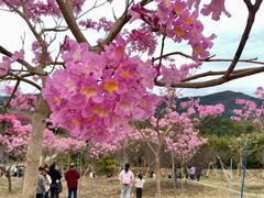 -天适樱花悠乐园