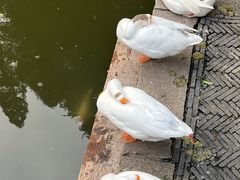 -苏州文庙(姑苏区)