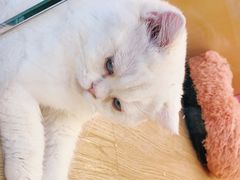 -momokira米努特·德文卷毛猫·棉花面纱犬