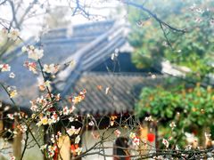 -香雪海