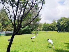 -沈阳鸟岛