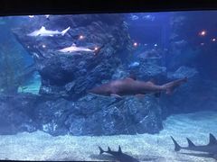 -暹罗海洋世界