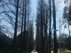 -上海滨江森林公园