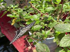 -上海大自然野生昆虫馆