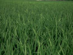 -雅沛轩锅贴八宝粥(回民街店)