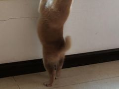 -天宠宠物医院24小时·急重症诊疗中心·全科·腔镜特色(和平分院)