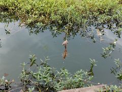 -同銮特种养殖场·龙虾垂钓