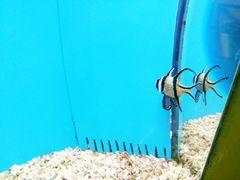 -北戴河圣蓝海洋公园