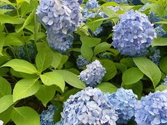 -上海安亭别墅花园酒店