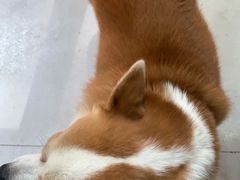 -小梁哥云吞面(黄贝岭店)