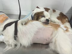 -北京观赏动物医院·24小时大型综合·猫专科·异宠专科