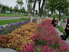 -上海长兴岛郊野公园