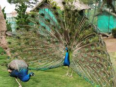 -西霞口神雕山野生动物世界