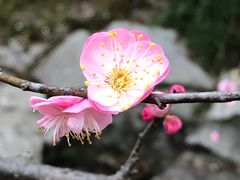 -杭州植物园
