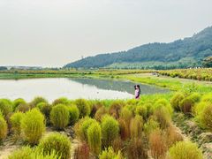 -径山花海