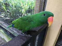 -吉隆坡雀鸟公园