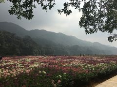 -广州市石门国家森林公园