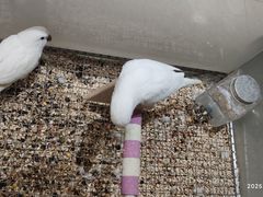 -帕帕拉兹宠物(亚洲旗舰店)