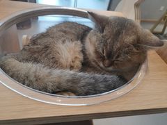 -飞行喵MR PILOT|猫舍·猫咖(静安大融城店)