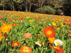 -上海共青森林公园