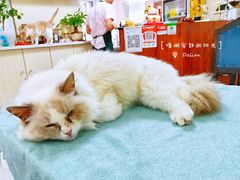 -鼓捣猫呢主题猫咖店
