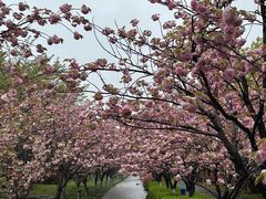-高东镇樱花园
