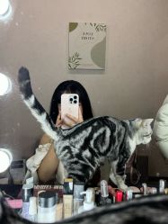 -MAO亲爱的猫婚纱摄影工作室