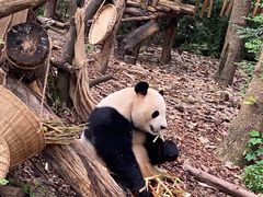 -成都大熊猫繁育研究基地