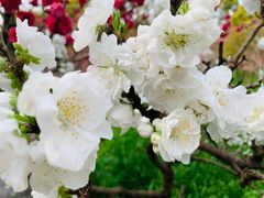 -南汇桃花村