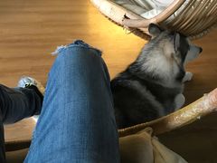 -Husky Go! 哈士奇体验馆·宠物咖啡厅狗咖