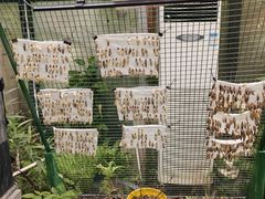 -上海大自然野生昆虫馆(东方明珠·爬宠昆虫探索中心)
