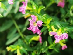 -国家植物园南园