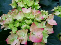 -秦美花卉(天朗·莱茵小城2期店)
