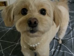 -安安宠医宠物医院·异宠·犬猫内科(岳阳分院)