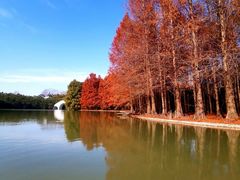 -上海海湾国家森林公园