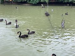 -扬州市茱萸湾风景区