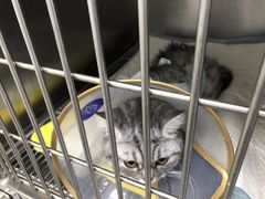 -中农国际动物医院24小时·猫科·骨科·急重症中心