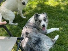 -爪吧宠物乐园 (温榆河示范区店)