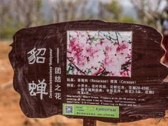 -天适樱花悠乐园