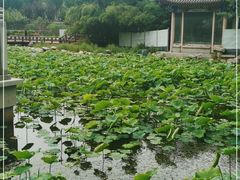 -莲湖公园