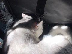 -北京赛佳动物医院