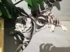 -喵屿·大理花园猫咖