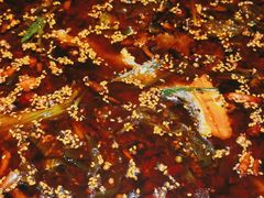 -胖子鱼·天水麻辣鱼火锅(秦州407店)