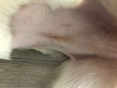 -谐和益家动物医院·免疫绝育·血液透析·宠保定点医院(高新伊藤分院)