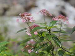 -西岭雪山大飞水景区